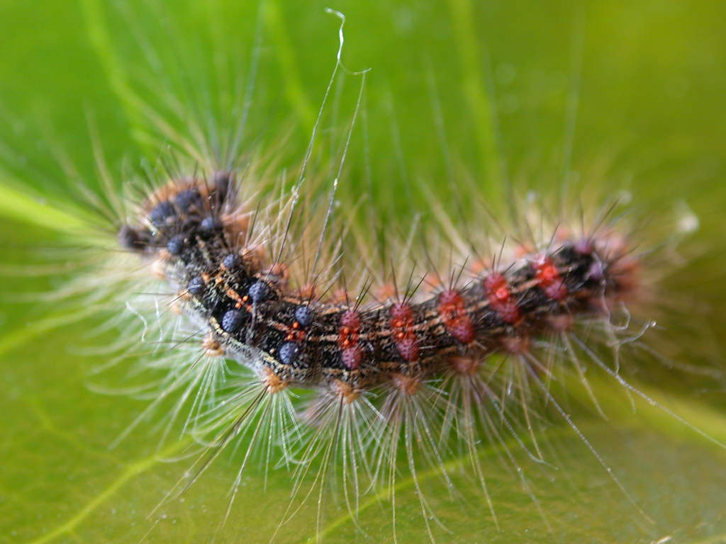 Lymantria dispar